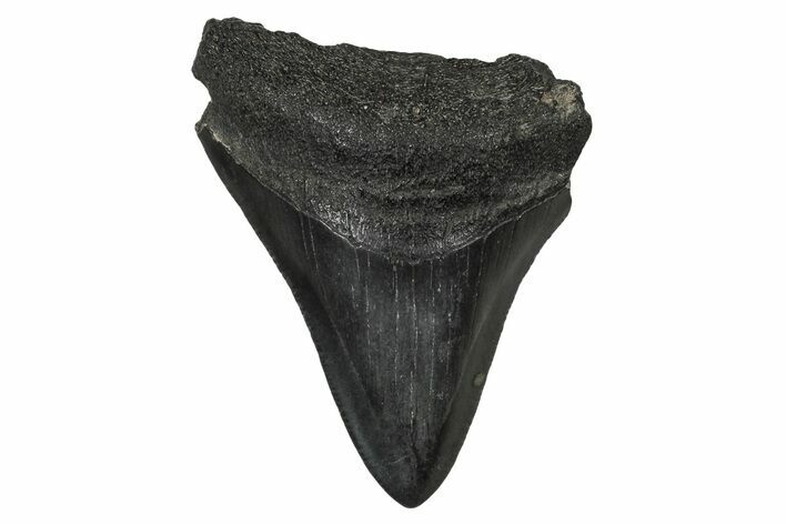 Juvenile Megalodon Tooth - South Carolina #340458